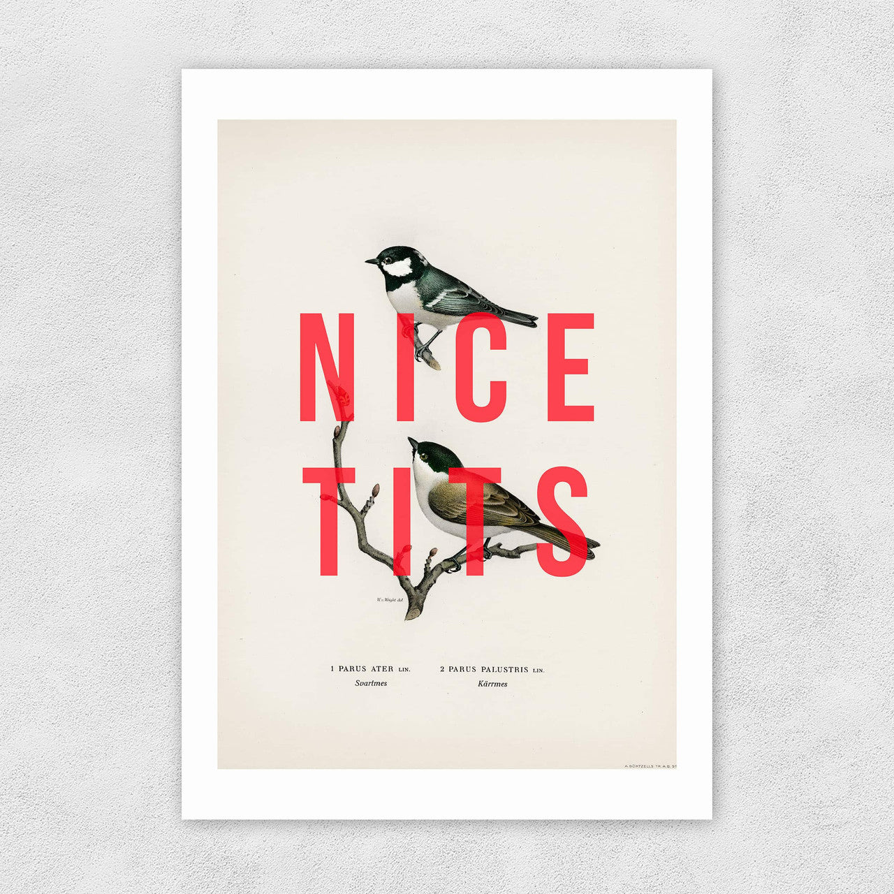 Nice Tits A3 Print
