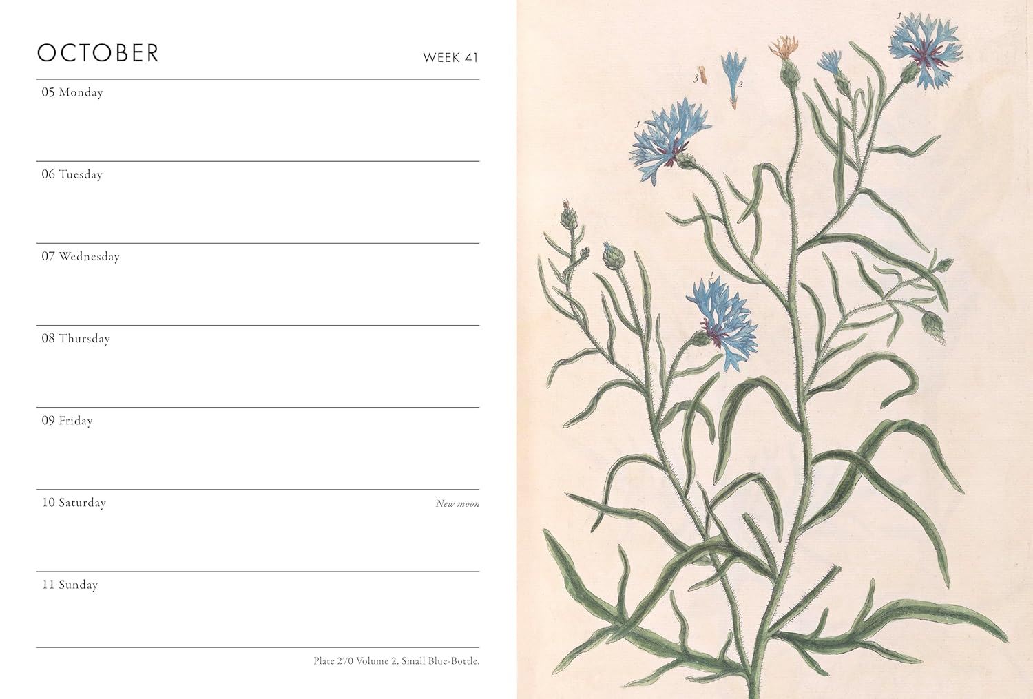 A Calendar page for October with floral design on the right side from the Pencil Me In stationery shop. 