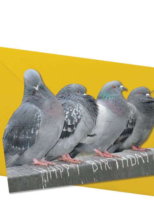 Birthday Pigeons card